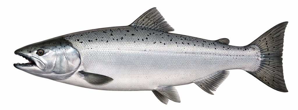 Chinook Salmon