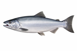 image of a Pacific Coho salmon