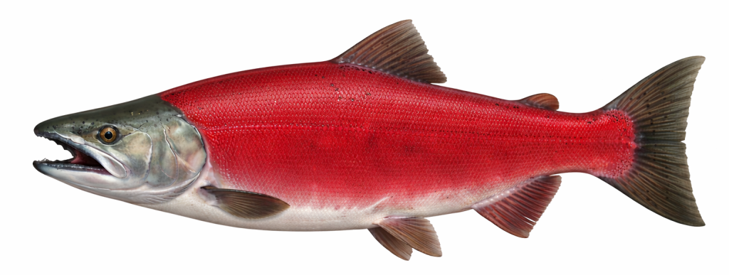 Sockeye / Red Salmon