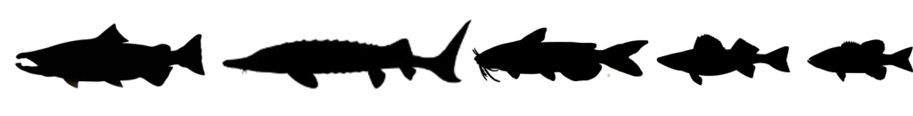 Image of Columbia River fish species