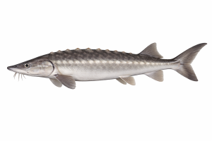 Image of a juvenile Columbia River White Sturgeon